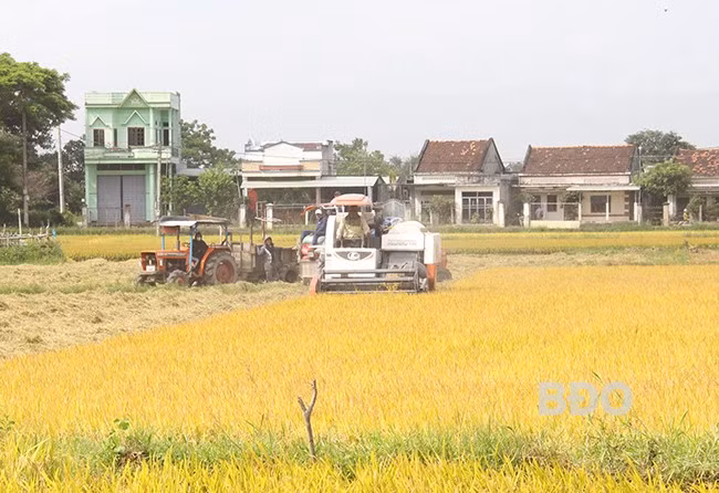 Nông dân huyện Tuy Phước thu hoạch lúa vụ Đông Xuân 2024 - 2025. Ảnh: T.LỢI