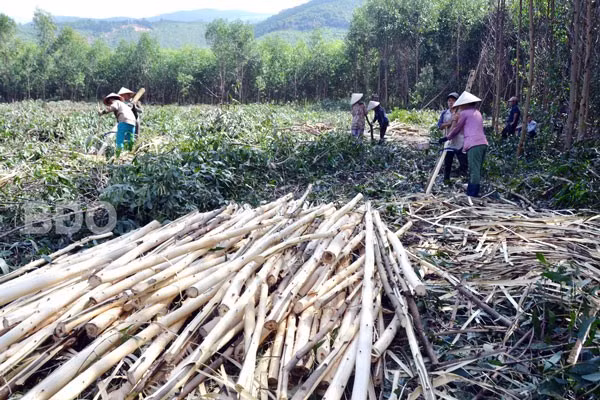 Nông dân Nhơn Tân thu hoạch rừng trồng kinh tế. Ảnh: X.THỨC