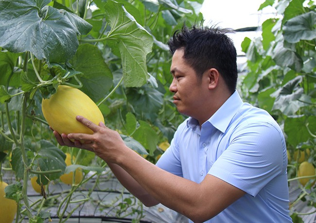 Giống dưa lưới Hoàng Ngân của ASISOV. Ảnh: AN NHIÊN