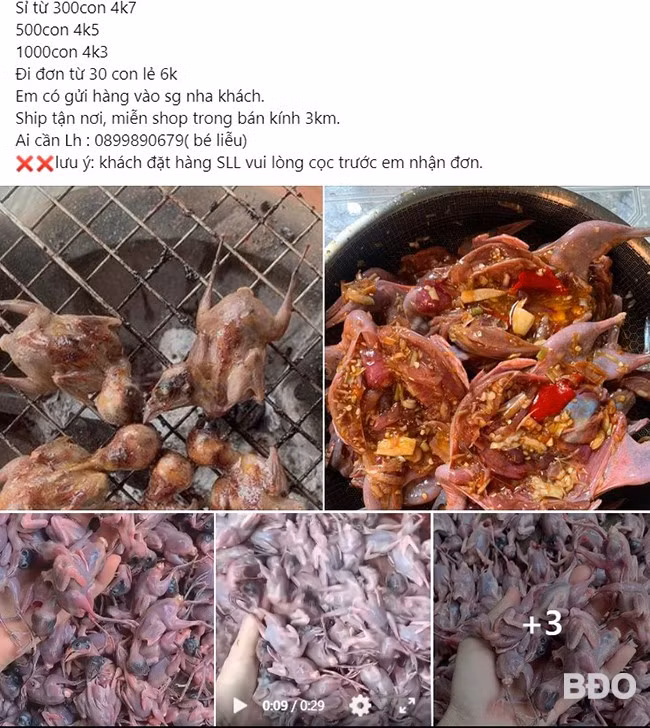 Hình ảnh chim trời qua sơ chế được rao bán công khai trên mạng xã hội. Ảnh chụp màn hình