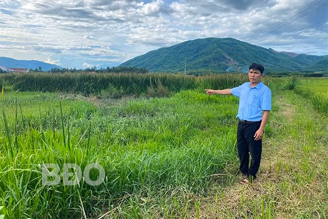 Nhiều thửa ruộng tại thôn Vạn Hòa bị nông dân bỏ hoang. Ảnh: N.C