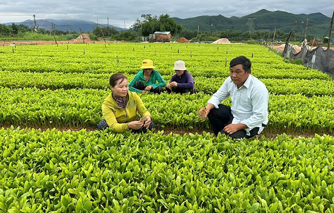 Ông Đào Sanh Đài (bên phải) hướng dẫn người lao động cách chăm sóc cây keo giống. Ảnh: M. KHOA