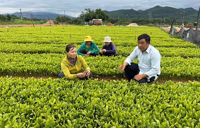 Ông Đào Sanh Đài (bên phải) hướng dẫn người lao động cách chăm sóc cây keo giống. Ảnh: M. KHOA