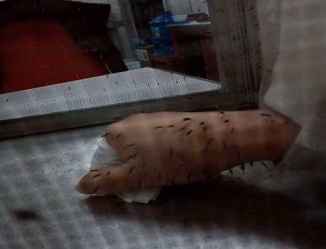 Trong một số trường hợp đặc biệt, các nhà khoa học sẽ phải nuôi muỗi bằng máu của chính mình. Ảnh: VIỆT HÙNG