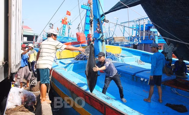 Tàu cá ngư dân Hoài Nhơn cập cảng cá Quy Nhơn bán cá ngừ đại dương.