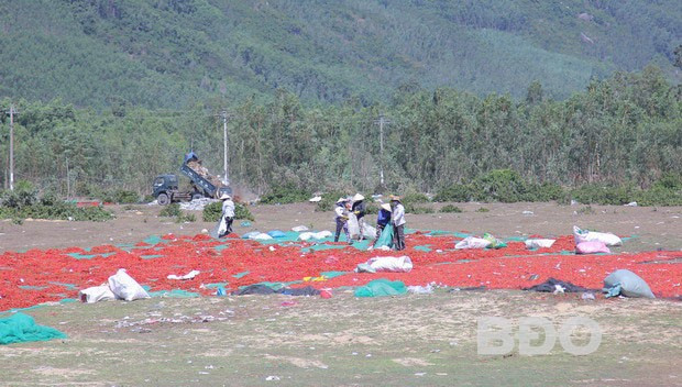 CCN “vô chủ”, trở thành điểm phơi nông sản của người dân.