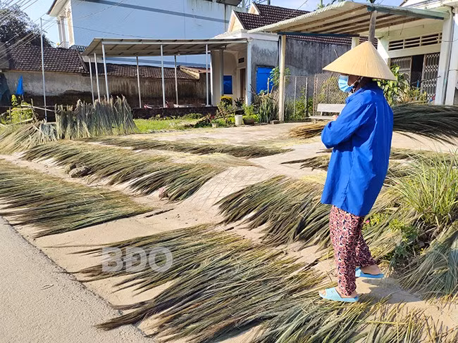 Sau khi thu hoạch, đót được phơi khô để bán cho thương lái. Ảnh: DIỆP THỊ DIỆU