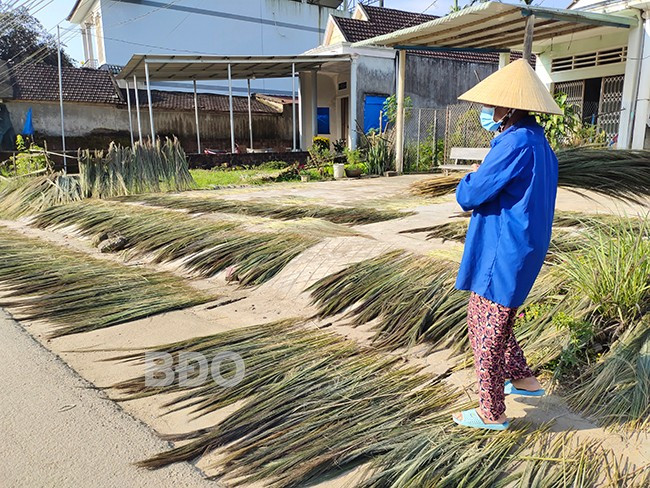 Sau khi thu hoạch, đót được phơi khô để bán cho thương lái. Ảnh: DIỆP THỊ DIỆU