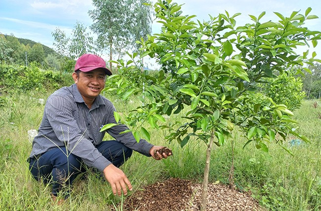 Anh Hiển dùng phân HCVS để bón cho vườn chanh đào vừa mở rộng. Ảnh: ĐINH NGỌC