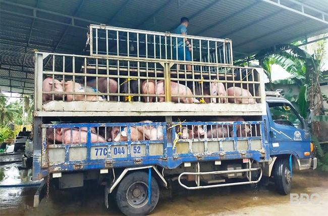 Kiểm soát vận chuyển, kiểm tra vệ sinh thú y cho đàn heo trước khi di chuyển ra khỏi huyện Hoài Ân. Ảnh: ĐVCC Kiểm soát vận chuyển, kiểm tra vệ sinh thú y cho đàn heo trước khi di chuyển ra khỏi huyện Hoài Ân. Ảnh: ĐVCC