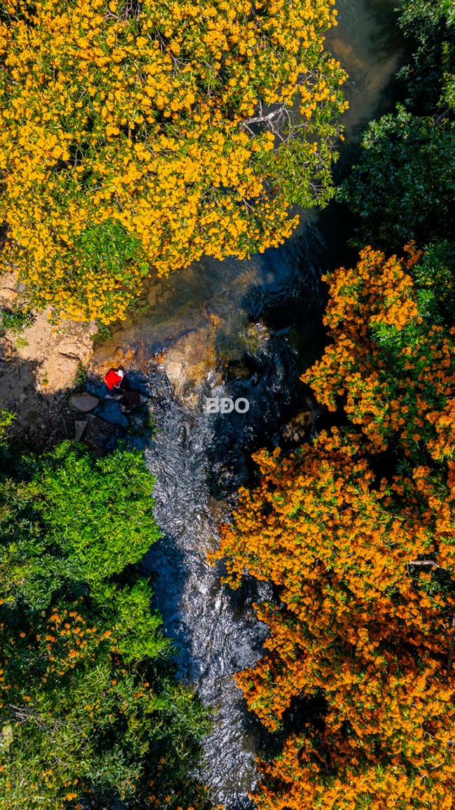 Những vạt trang rừng nhiều màu sắc bao phủ suối Tà Má. Ảnh: DŨNG NHÂN