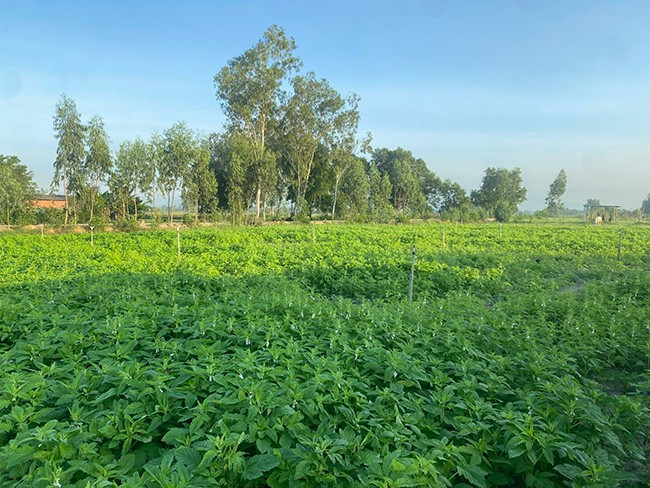 Ruộng mè vụ Hè năm 2025 của gia đình ông Tạ Kim Đính sẽ cho thu hoạch trong tháng 7 tới. Ảnh: ĐINH NGỌC