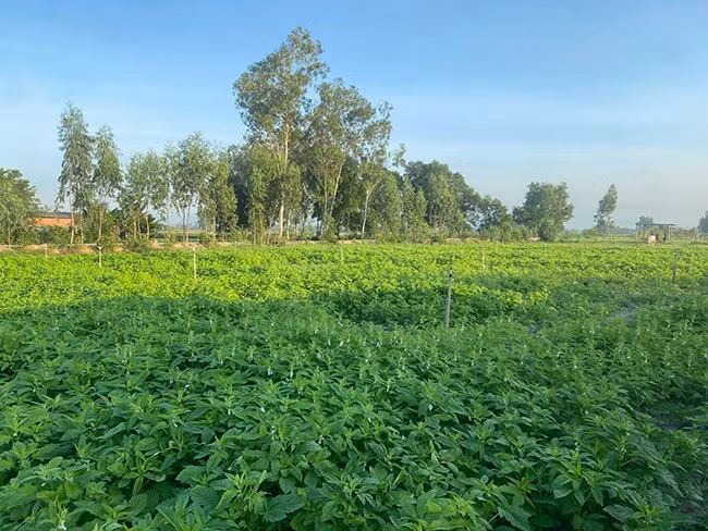 Ruộng mè vụ Hè năm 2025 của gia đình ông Tạ Kim Đính sẽ cho thu hoạch trong tháng 7 tới. Ảnh: ĐINH NGỌC