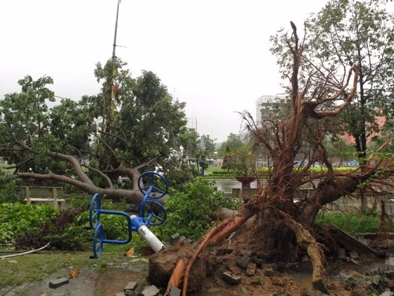 Cây xà cừ trên đường Nguyễn Tất Thành bị bão làm bật gốc. Ảnh: N.PHÚC