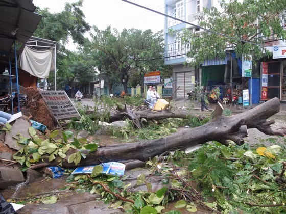 Cây xanh trên đường Thành Thái (khu vực xóm Tiêu) bị bão quật ngã. Ảnh: N.PHÚC