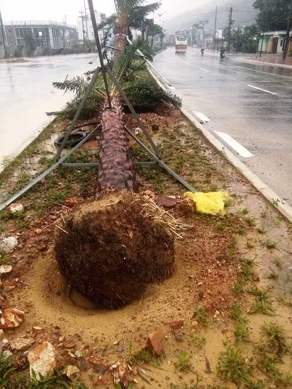 Hàng loạt cây chà là Ả Rập mới trồng trên QL1D bị bật gốc, ngã đổ