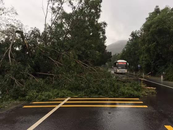 Nhiều cây xanh trên Quốc lộ 1D bị ngã đổ