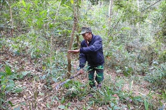 Người dân Bản Co Cượm, xã Pá Khoang, thành phố Điện Biên Phủ dọn thực bì, tạo đường băng cản lửa, phòng chống cháy rừng đặc dụng Mường Phăng. Ảnh: Phan Quân/TTXVN