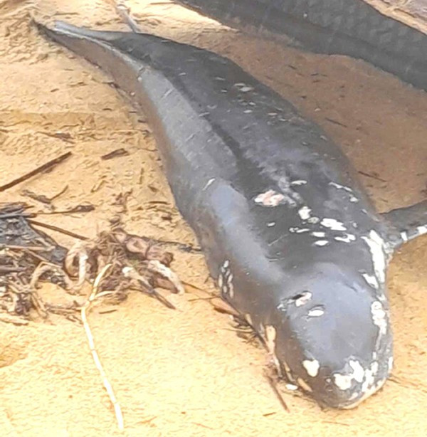 Cá voi chết dạt vào bờ biển được người dân đưa lên bờ. Ảnh do địa phương cung cấp.