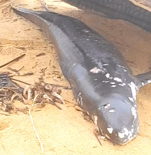 Cá voi chết dạt vào bờ biển được người dân đưa lên bờ. Ảnh do địa phương cung cấp.