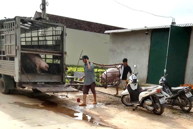 Trang trại nuôi heo của ông Trung nằm “lọt thỏm” trong khu dân cư. Ảnh: VĂN LƯU Trang trại nuôi heo của ông Trung nằm “lọt thỏm” trong khu dân cư. Ảnh: VĂN LƯU