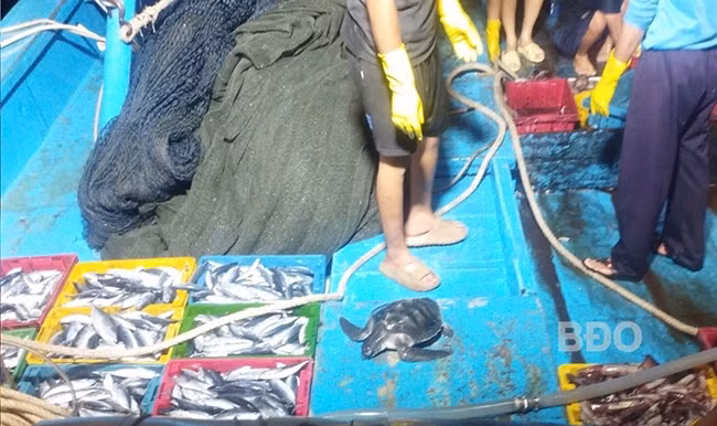 Cá thể đồi mồi dứa nặng khoảng 3 kg được các thuyền viên trên tàu cá BĐ 93077-TS giải cứu. Ảnh: VĂN CẤM