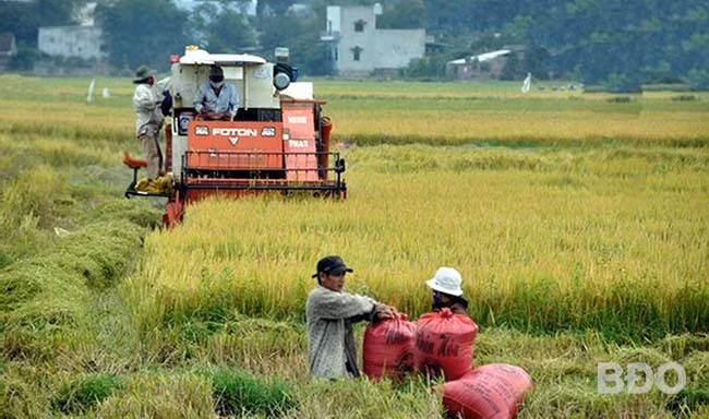 Trong thu hoạch lúa người dân Nhơn Mỹ dần chuyển sang cơ giới hóa, tiết giảm rất nhiều sức người. Ảnh tư liệu