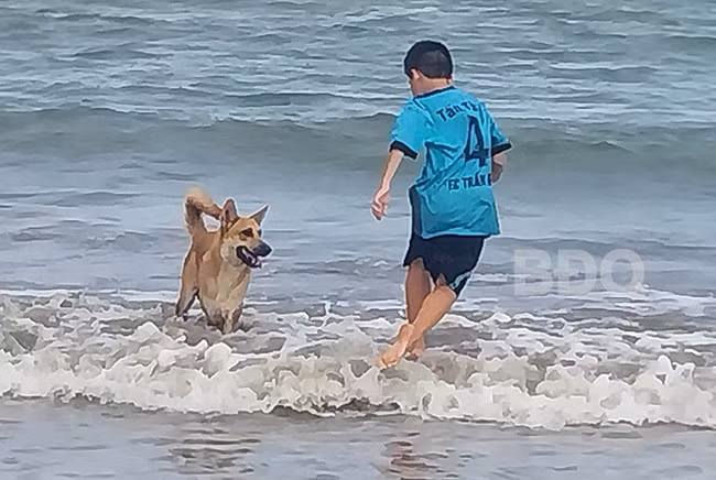 Chó thả rông không rọ mõm cùng tắm biển với chủ trên bãi biển Quy Nhơn. Ảnh: V.L Chó thả rông không rọ mõm cùng tắm biển với chủ trên bãi biển Quy Nhơn. Ảnh: V.L