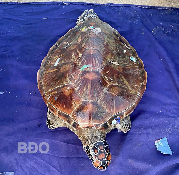 Cá thể rùa biển nặng hơn 20 kg. Ảnh: HL