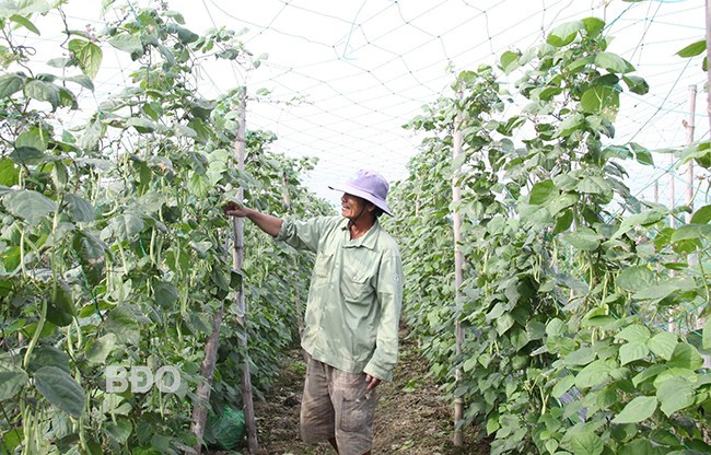 Ông Trình Văn Bảy tập trung chăm sóc đậu cô ve bán Tết. Ảnh: AN NHIÊN