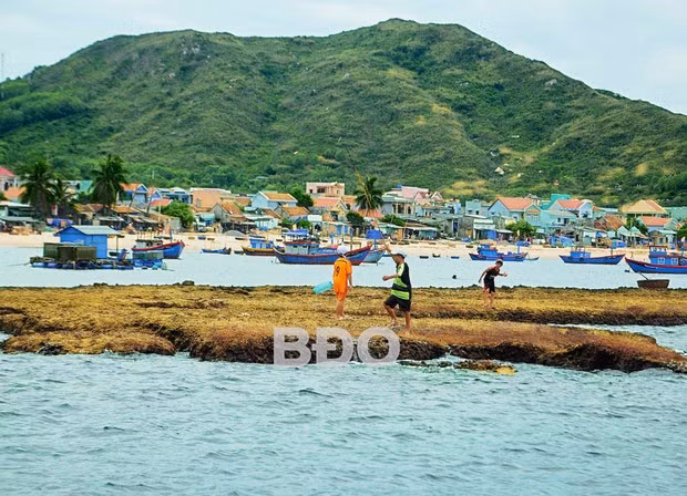 Dạo chơi, bắt ốc, cạy hàu, câu cá… trên dãy thành cổ Champa chỉ nhô lên mặt biển khi thủy triều xuống là trải nhiệm cực lạ, chỉ có ở Nhơn Hải. Ảnh: ĐOÀN NGỌC NHUẬN