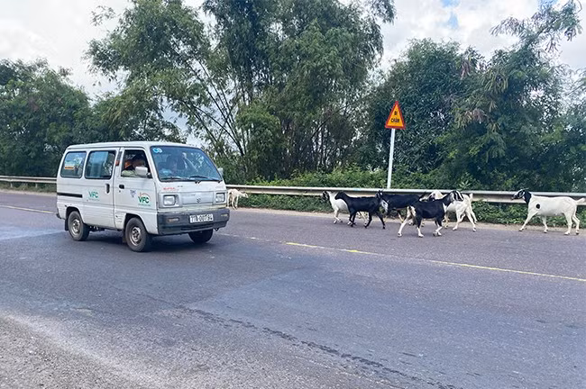 Dê thả rông thường xuất hiện trên đoạn QL 19 qua Ẹo Bà Nho (phường Nhơn Hòa, TX An Nhơn) gây nguy cơ TNGT. Ảnh: N.C