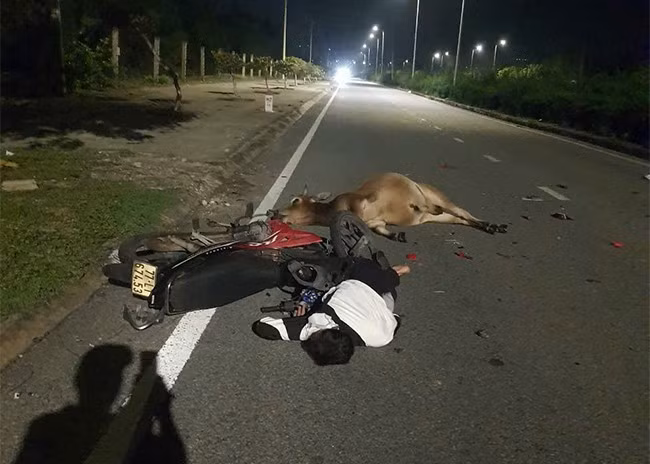 Người đi xe máy bị thương sau khi tông phải một con bò trên QL 19B (đoạn qua xã Cát Chánh, huyện Phù Cát) vào tối 9.11. Ảnh do người dân địa phương cung cấp