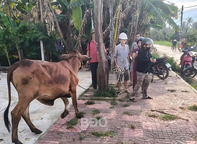 Người dân nhận bò từ UBND Thị trấn Tăng Bạt Hổ. Ảnh: Nhật Hạ