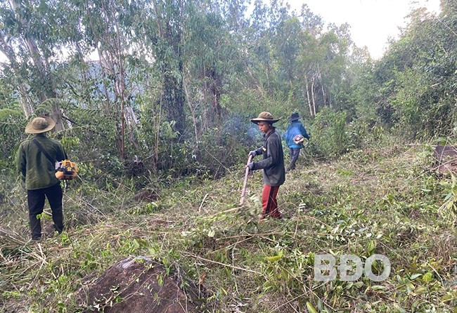 Công ty TNHH Lâm nghiệp Quy Nhơn tổ chức thu dọn thảm thực bì ở khu vực núi Vũng Chua, nơi có nguy cơ cháy rừng cao. Ảnh: N.N Công ty TNHH Lâm nghiệp Quy Nhơn tổ chức thu dọn thảm thực bì ở khu vực núi Vũng Chua, nơi có nguy cơ cháy rừng cao. Ảnh: N.N