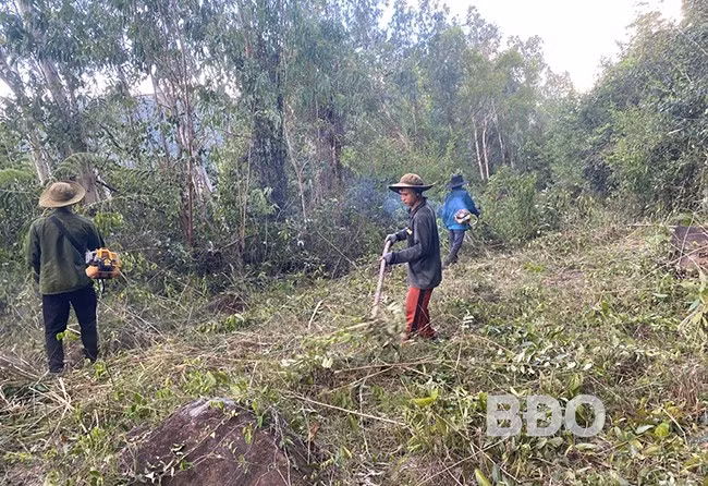 Công ty TNHH Lâm nghiệp Quy Nhơn tổ chức thu dọn thảm thực bì ở khu vực núi Vũng Chua, nơi có nguy cơ cháy rừng cao. Ảnh: N.N