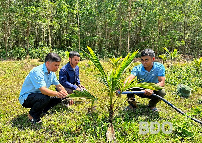 Ông Nguyễn Văn Thanh (bìa trái) cùng cán bộ xã Canh Hiệp hướng dẫn người dân trồng cây dừa xiêm. Ảnh: T.C