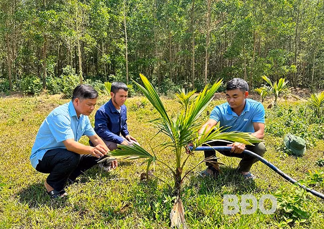 Ông Nguyễn Văn Thanh (bìa trái) cùng cán bộ xã Canh Hiệp hướng dẫn người dân trồng cây dừa xiêm. Ảnh: T.C