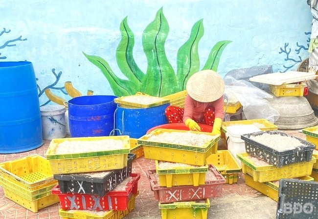 Ruốc Nhơn Lý sạch nên nhiều người dân mua về phơi khô hoặc làm mắm ruốc. Ảnh: K.N