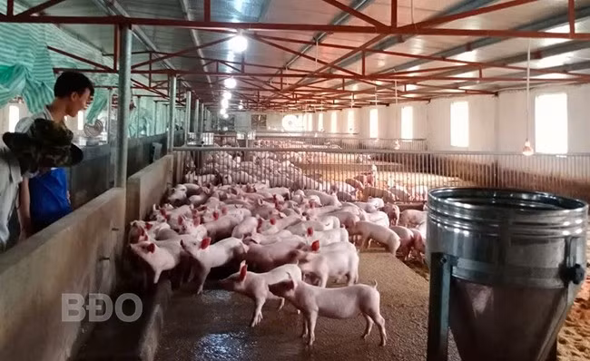 Người chăn nuôi trên địa bàn huyện Hoài Ân tái đàn heo. Ảnh: T.LỢI