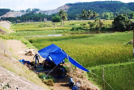 Một góc cánh đồng cói (lác) của thôn Gia An Đông.