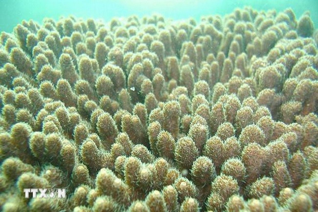 San hô Acropora dưới Vịnh Bái Tử Long. (Ảnh TTXVN) San hô Acropora dưới Vịnh Bái Tử Long. (Ảnh TTXVN)