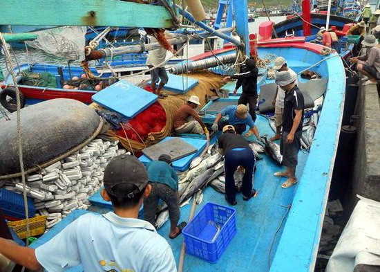 Tàu cá đánh bắt xa bờ của ngư dân TP Quy Nhơn cập bến tiêu thụ sản phẩm tại cảng cá Quy Nhơn sau một chuyến biển dài ngày. Ảnh: PHI HÙNG