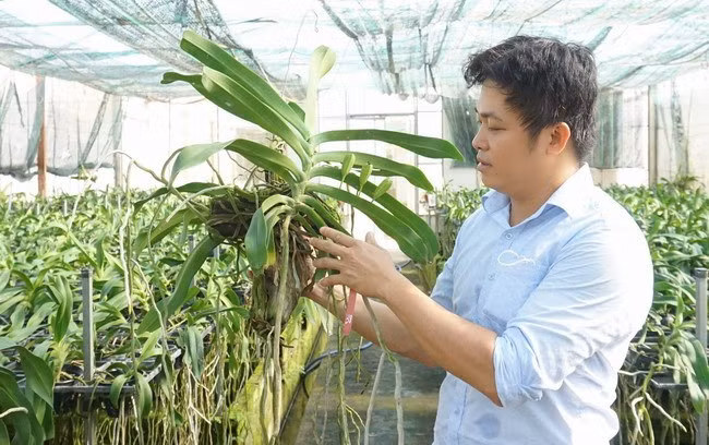 Th.S Lê Đức Dũng giới thiệu về đặc trưng riêng của dòng lan Đai Châu An Lão. Ảnh: T.D Th.S Lê Đức Dũng giới thiệu về đặc trưng riêng của dòng lan Đai Châu An Lão. Ảnh: T.D