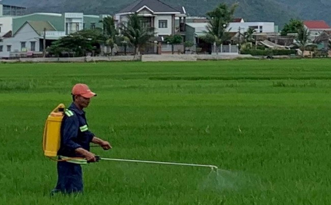 Tình trạng nông dân không được bảo hộ kỹ, không đeo khẩu trang khi phun thuốc bảo vệ thực vật diễn ra khá phổ biến. Ảnh: X.Q