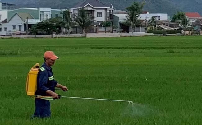 Tình trạng nông dân không được bảo hộ kỹ, không đeo khẩu trang khi phun thuốc bảo vệ thực vật diễn ra khá phổ biến. Ảnh: X.Q