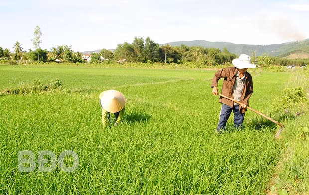 Nông dân huyện Vân Canh chăm sóc lúa vụ Hè Thu 2019.