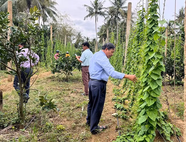 Mô hình trình diễn thâm canh cây sương sâm tại khu phố Trung Lương, phường Bồng Sơn. Ảnh: DBS