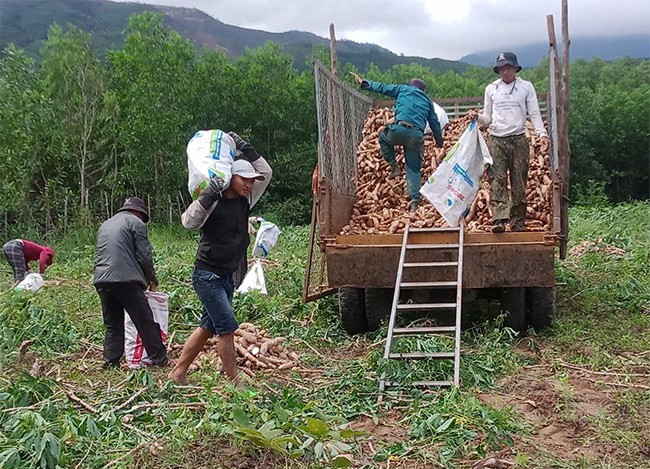 Thu hoạch mì tại rẫy của gia đình chị Hà Thị Như Nguyệt. Ảnh: TRỌNG LỢI Thu hoạch mì tại rẫy của gia đình chị Hà Thị Như Nguyệt. Ảnh: TRỌNG LỢI
