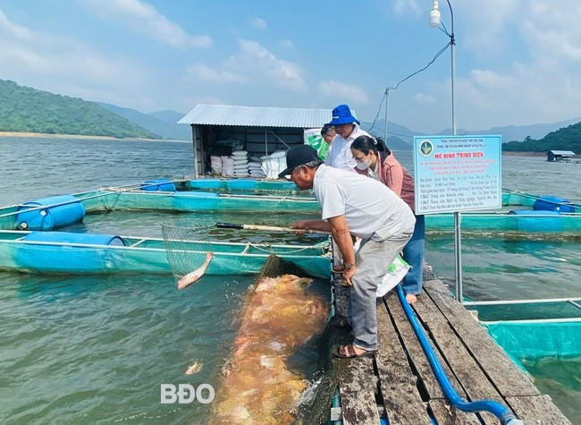 Ông Khương phấn khởi với trọng lượng trung bình của cá và giá bán hiện tại trên thị trường. Ảnh: N.T